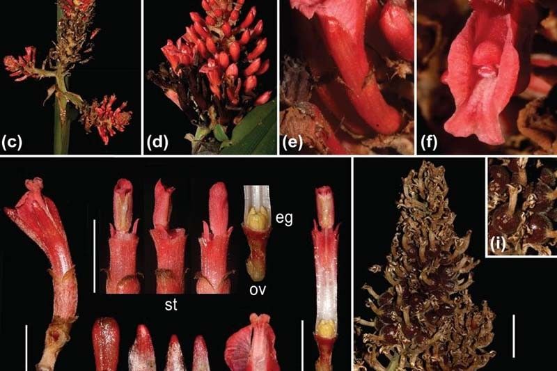 New ginger species discovered in Mindanao