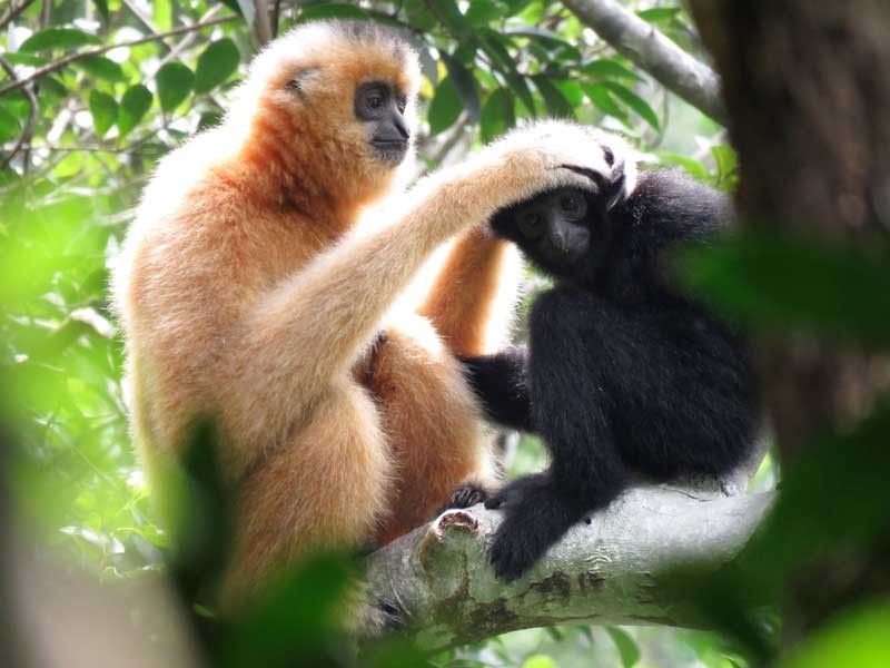 Scientists throw lifeline to world's rarest primate