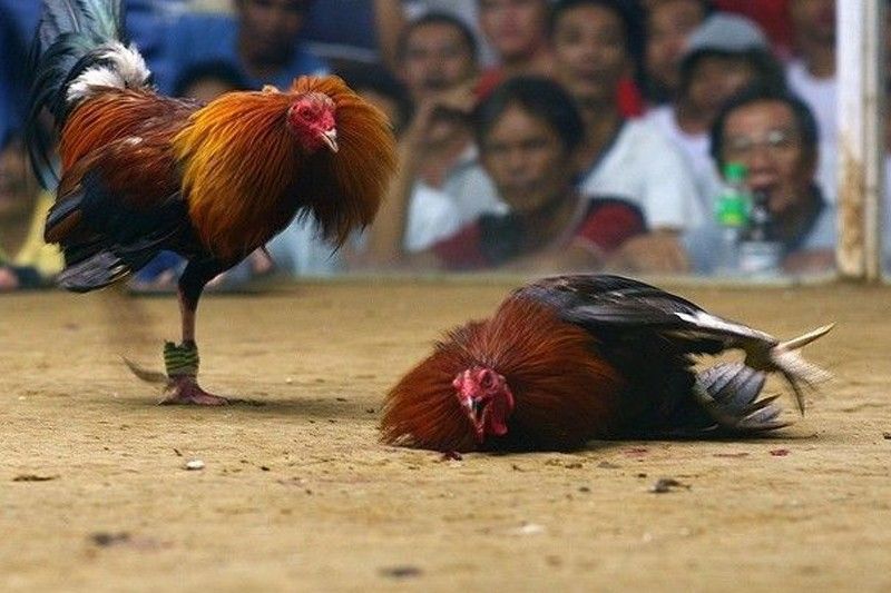 DILG: No live crowd, bets in cockfighting