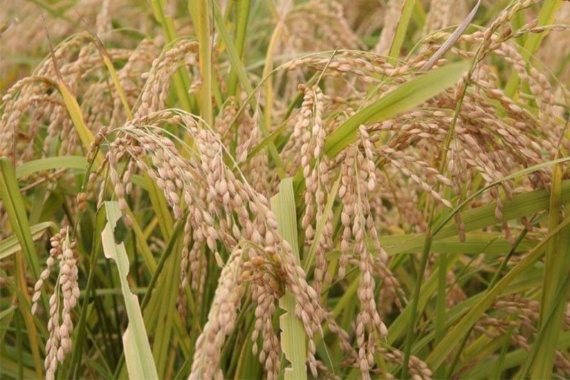 Palay output jumps in Q3