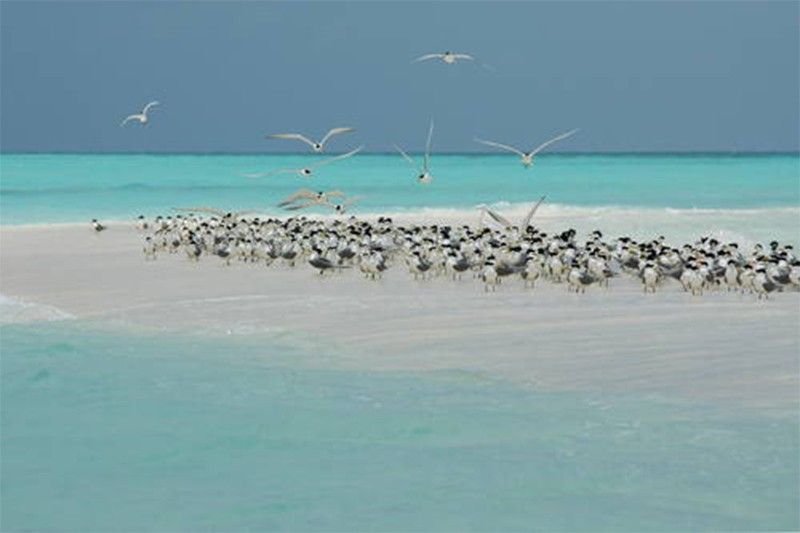 Philippinesâ�� Tubbataha Reefs Natural Park showcased in UNESCO exhibit