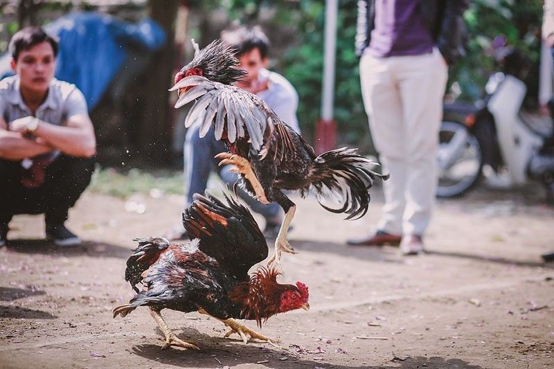 Fighting cock kills police chief in Northern Samar raid