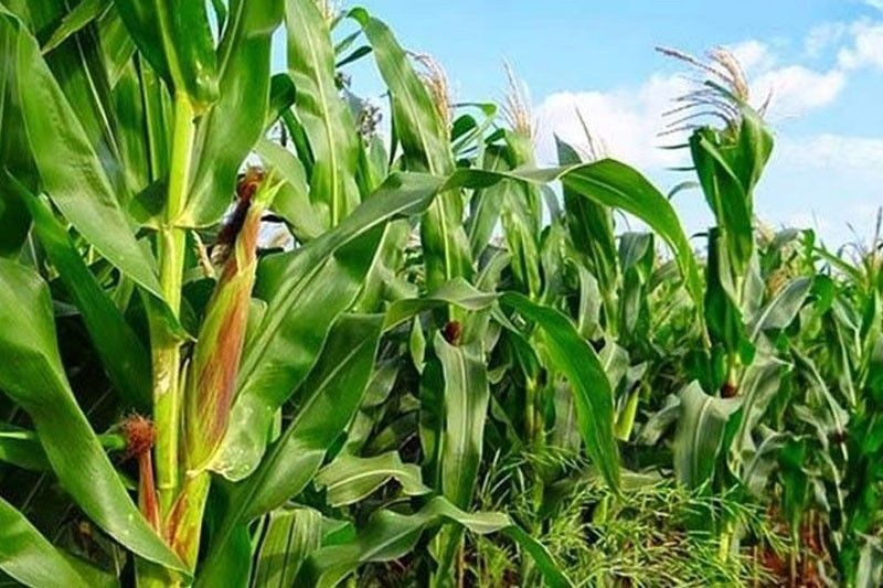 Fall armyworms inflict P300 million losses to corn