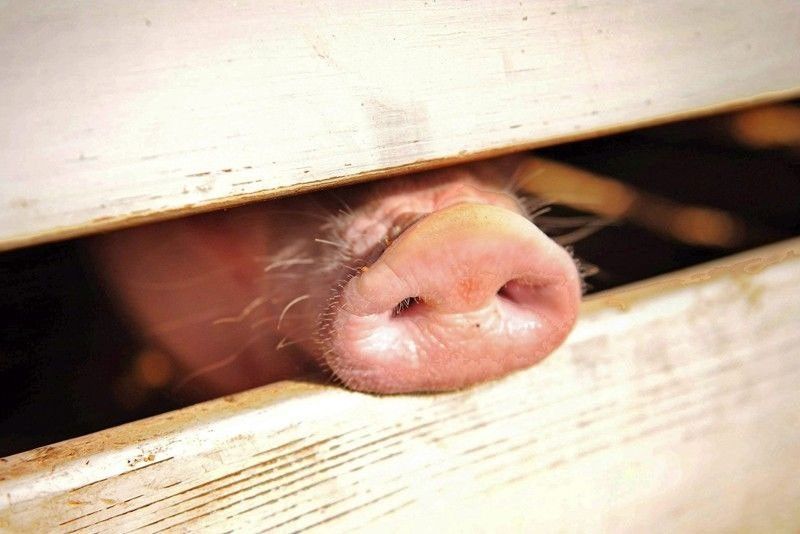 Visayas and Mindanao to ship more hogs, pork to Luzon