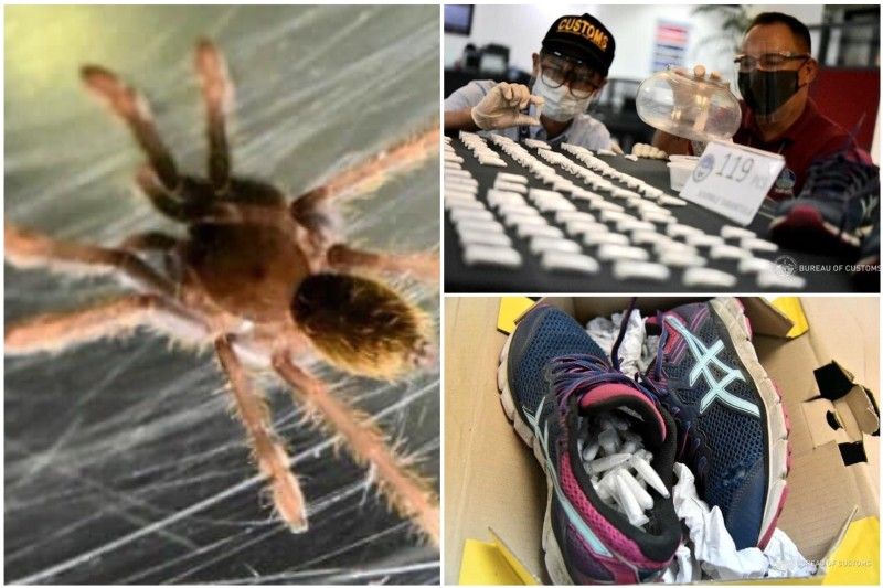 119 tarantulang ipinuslit sa sapatos, di lusot sa sapot ng Customs