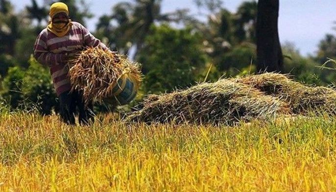 DA, NFA pressed to keep palay farmgate prices fair, reduce imports