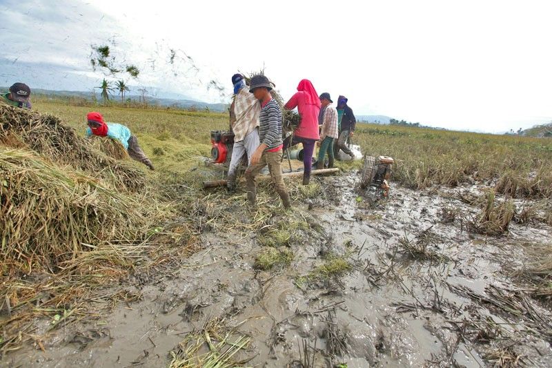 Rolly infrastructure, agriculture damage hits P11 billion