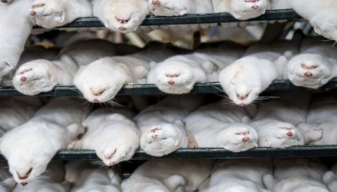 After COVID-19 cull, Danish mink farmers find new careers