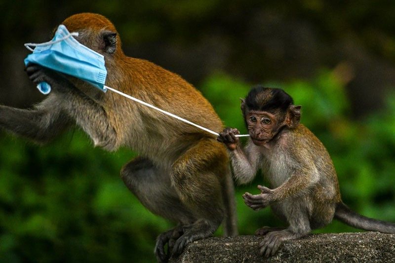 Zoo monkeys prefer traffic noise to natural sounds â study
