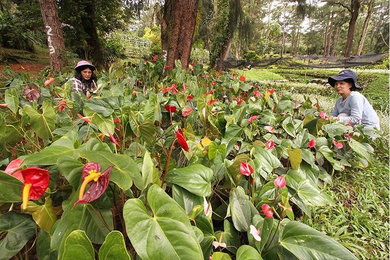 'Plantdemic' hits Philippines as demand for greenery grows