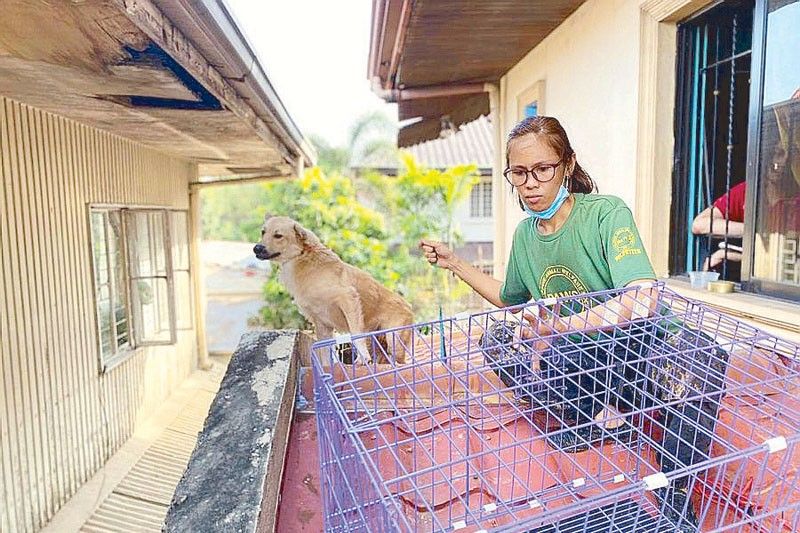 Release dogs during emergencies, owners urged