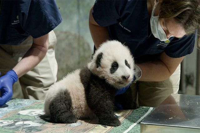 Washington zoo panda named 'Little Miracle'