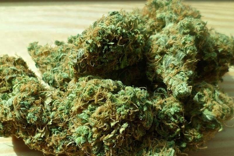 P26 milyong marijuana kuha sa 3 drug suspects