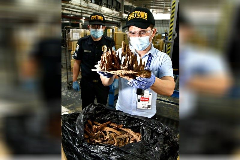 BOC seizes P2.4 million worth of Agarwood