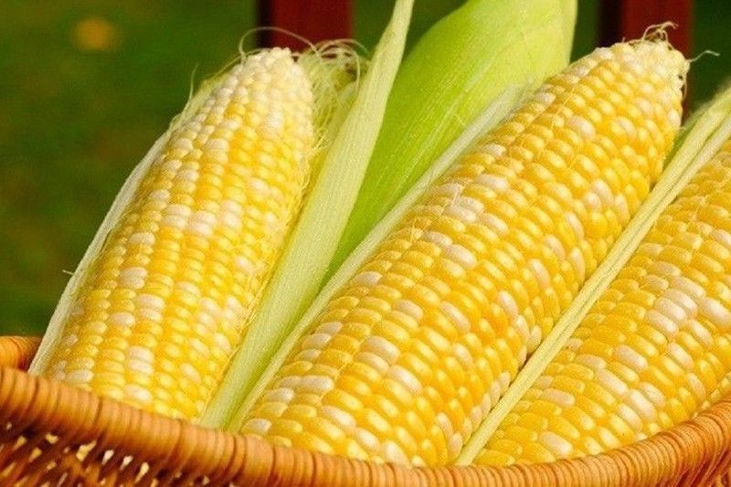 DA tightens rules on corn imports