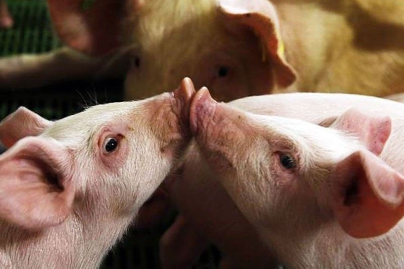 Pigs culled due to ASF hit 403,206