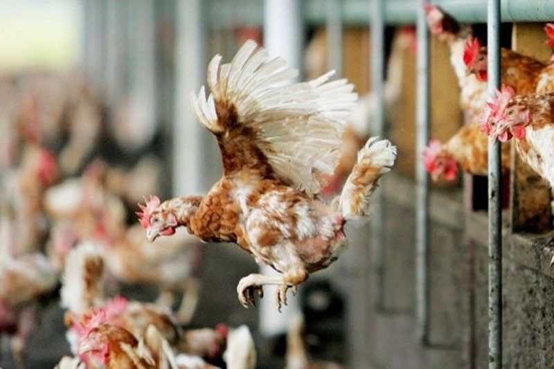 DA lifts ban on poultry imports from Hungary
