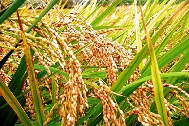 Lawmakers urged to address cause of low palay prices