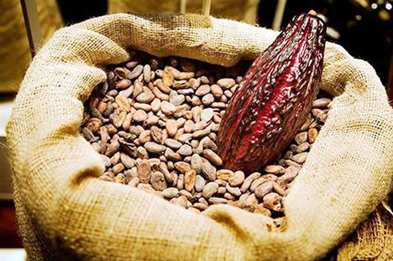 Philippine cacao council pushes for innovation to compete