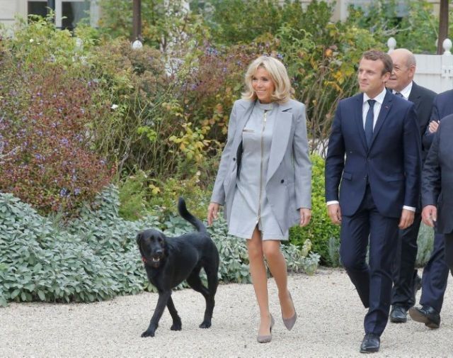 Paws for thought: French president's dog in video plea for sensible pet adoption