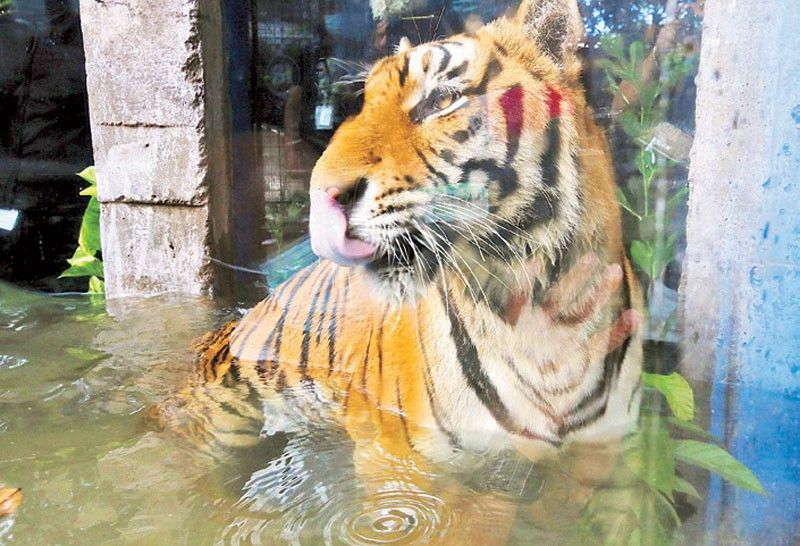 Malabon Zoo owner appeals for donations