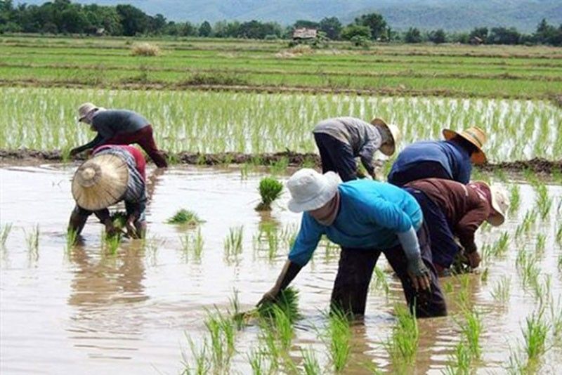 Farmers at losing end anew as government extends rice imports