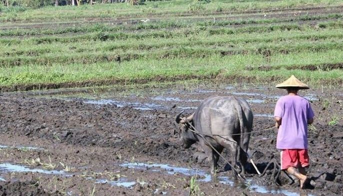 Farm sector likely grew 1% in 2020