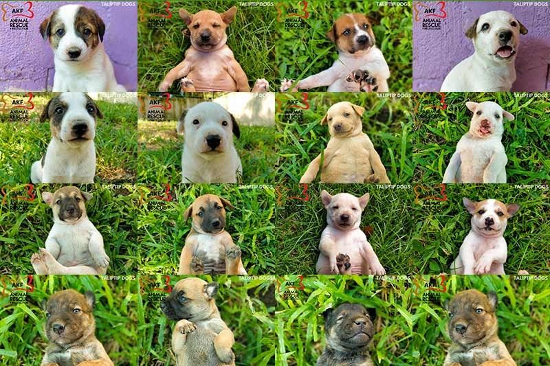 Abandoned Taliptip dogs seek 'furever homes'