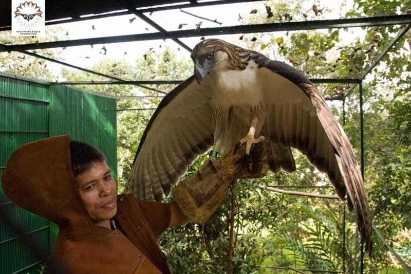 Philippine eagle Pag-asa, a conservation icon, dies