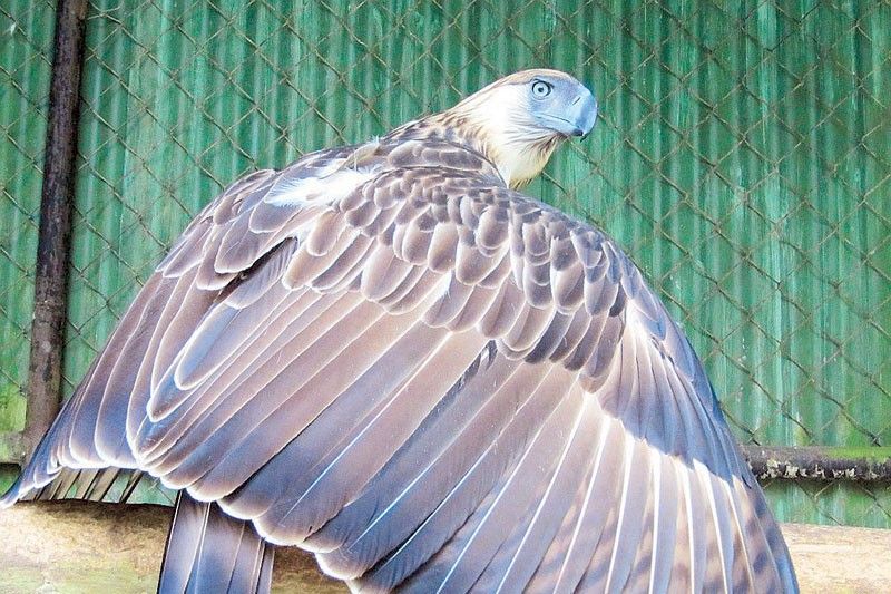 Pag-asa, eagle of hope, dies at 28