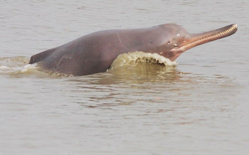 Three arrested for beating endangered dolphin to death in India