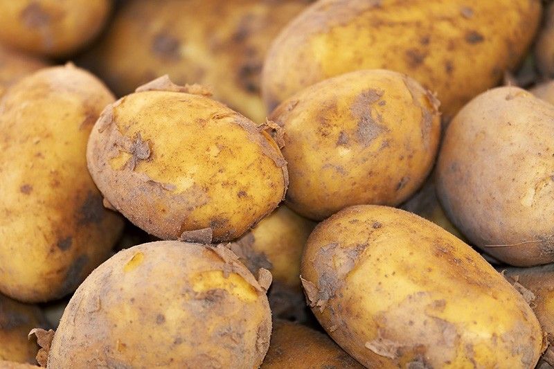'Human remains' find turned out to be a potato in UK