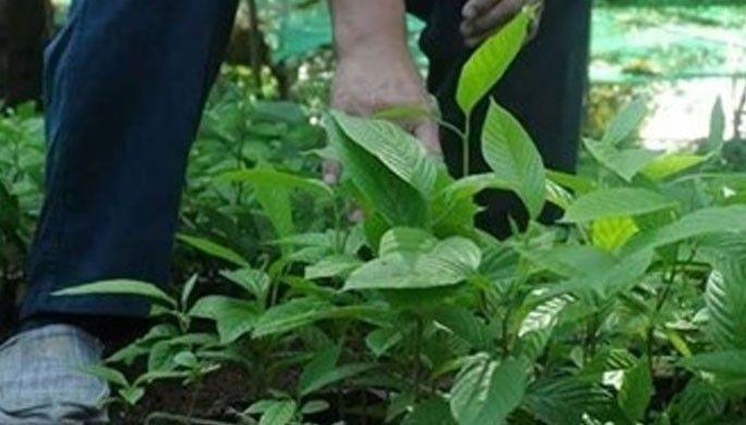 Seedlings og planting materials ipanghatag sa CAD