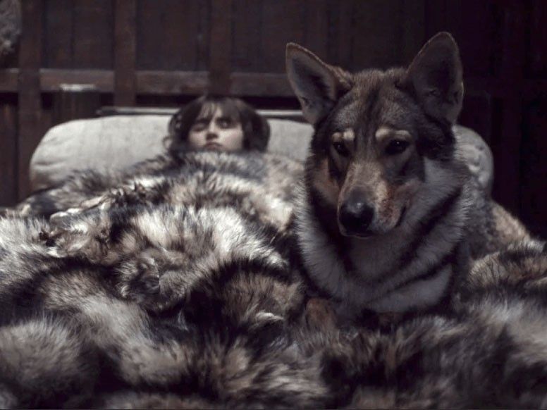 'Game of Thrones' dire wolves far apart from other canines â study