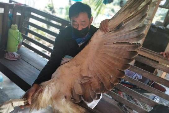 Philippine eagle rescued in Sarangani