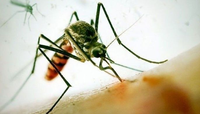 Herbal dengue drug set for Phase 2 clinical trials