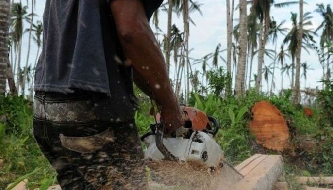 PNP ordered to run after illegal loggers