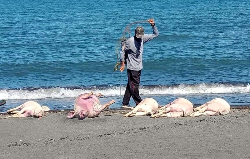 Dead pigs washed ashore in Oriental Mindoro