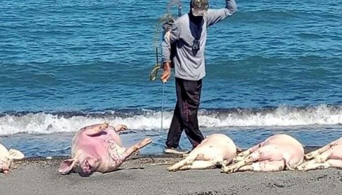 Dead pigs washed ashore in Oriental Mindoro