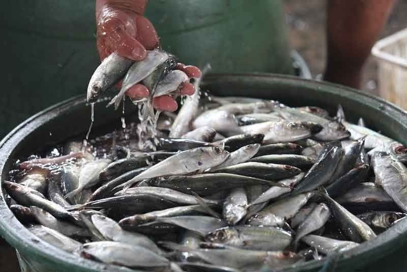 Fisheries production dips slightly last year