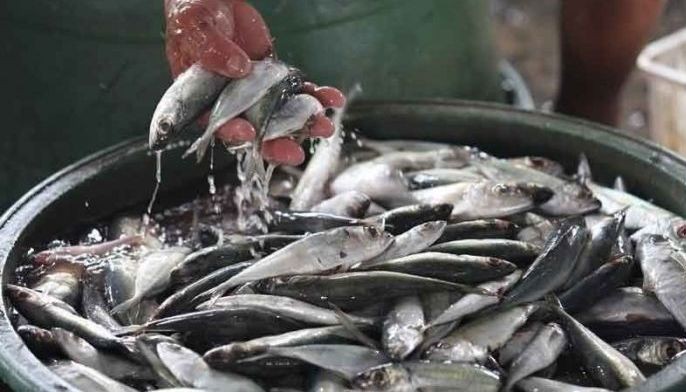 Fisheries production dips slightly last year
