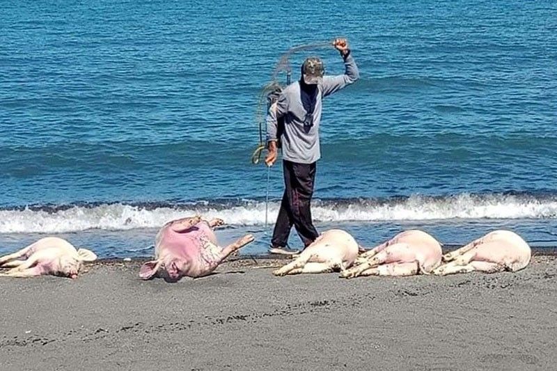 Dead pigs washed ashore in Mindoro negative for ASF