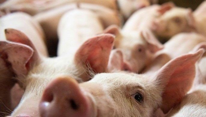 Bagong variant ng African swine wala pa sa Pinas &ndash; DA