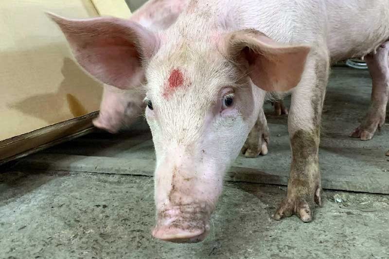 Cebu City bans pork from Region 8 amid ASF threat The Freeman