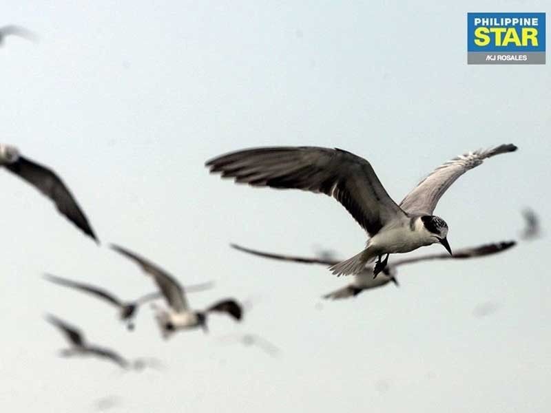 Fewer waterbirds seen in Manila Bay with loss of wetland areas
