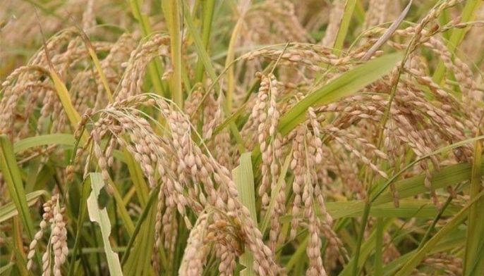 Record grain harvest eyed as market under pressure