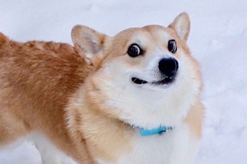 Internet-famous corgi from Japan passes away