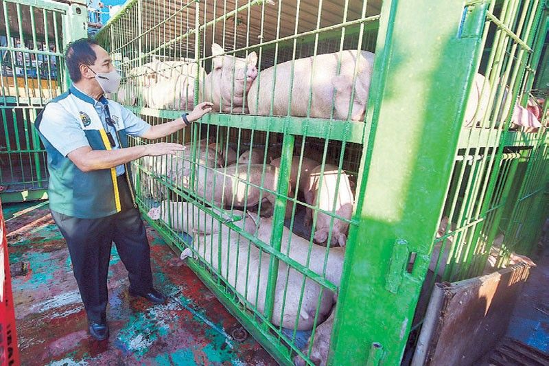 Another 2,000 hogs arrive in Metro from Mindanao