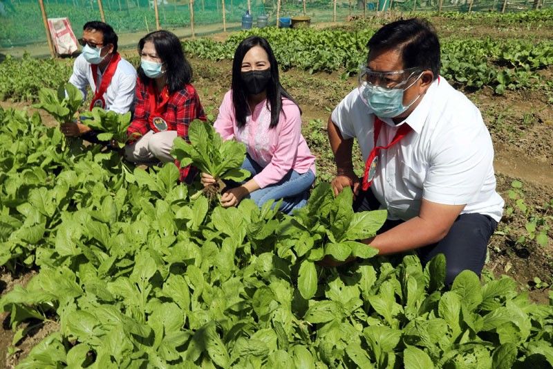 Quezon City green farm yields 700 kilos of vegetables