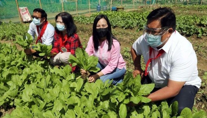 Quezon City green farm yields 700 kilos of vegetables